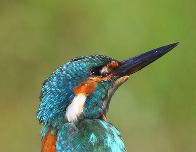IJsvogel - Common Kingfisher