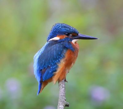 IJsvogel - Common Kingfisher