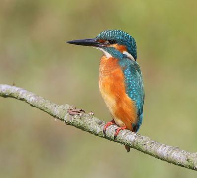 IJsvogel - Common Kingfisher