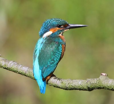 IJsvogel - Common Kingfisher