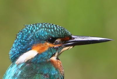 IJsvogel - Common Kingfisher