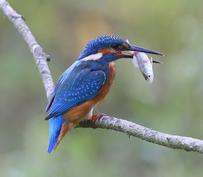 IJsvogel - Common Kingfisher