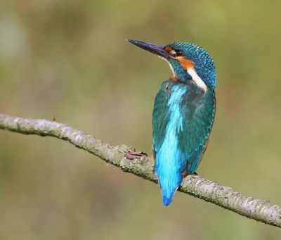 IJsvogel - Common Kingfisher