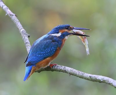 IJsvogel - Common Kingfisher