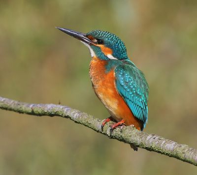 IJsvogel - Common Kingfisher