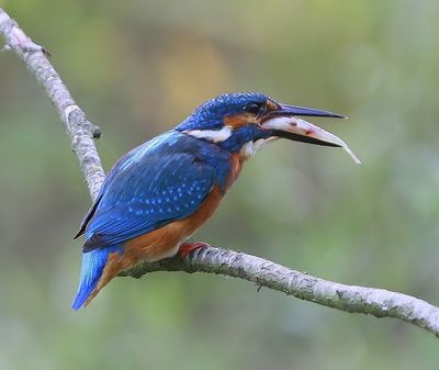 IJsvogel - Common Kingfisher