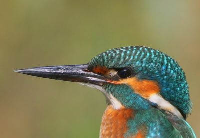 IJsvogel - Common Kingfisher