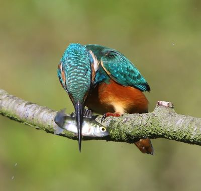 IJsvogel - Common Kingfisher