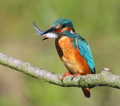 IJsvogel - Common Kingfisher