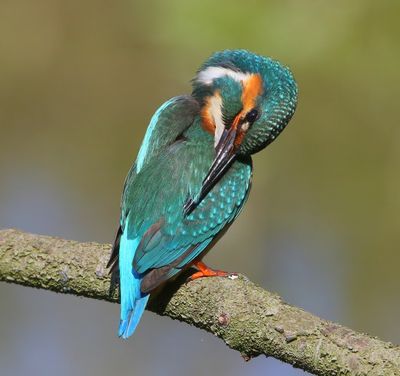 IJsvogel - Common Kingfisher