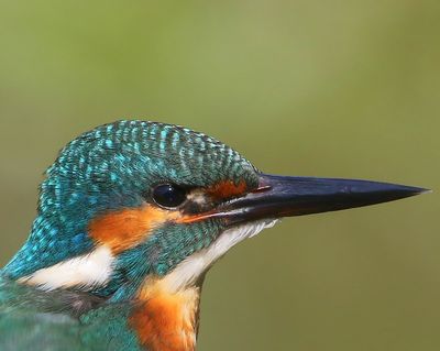 IJsvogel - Common Kingfisher