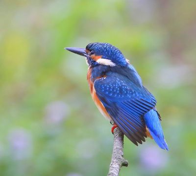 IJsvogel - Common Kingfisher