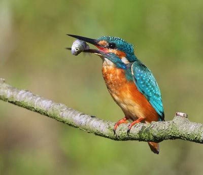 IJsvogel - Common Kingfisher