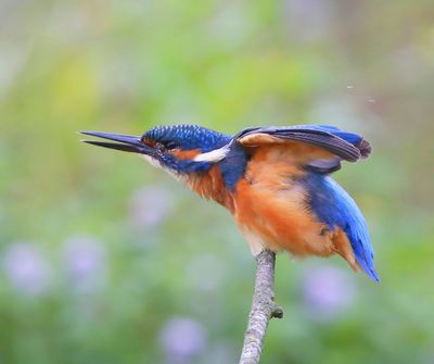 IJsvogel - Common Kingfisher