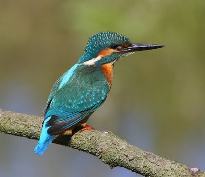 IJsvogel - Common Kingfisher