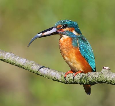 IJsvogel - Common Kingfisher