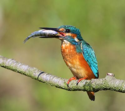 IJsvogel - Common Kingfisher