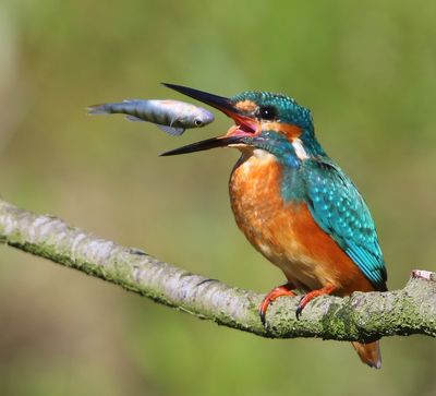 IJsvogel - Common Kingfisher