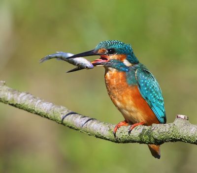IJsvogel - Common Kingfisher