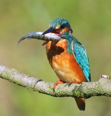 IJsvogel - Common Kingfisher