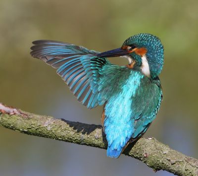 IJsvogel - Common Kingfisher