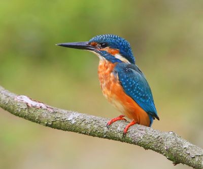 IJsvogel - Common Kingfisher