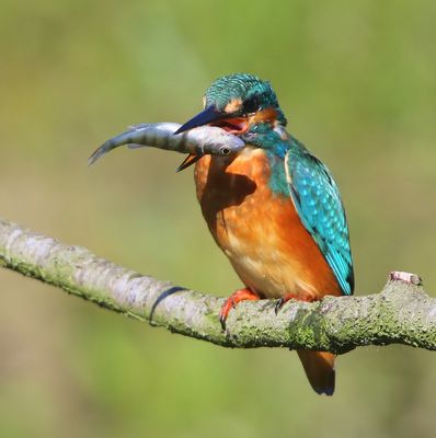 IJsvogel - Common Kingfisher