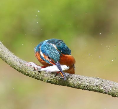 IJsvogel - Common Kingfisher