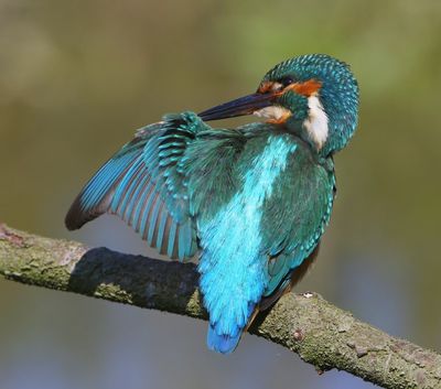 IJsvogel - Common Kingfisher