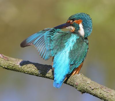 IJsvogel - Common Kingfisher
