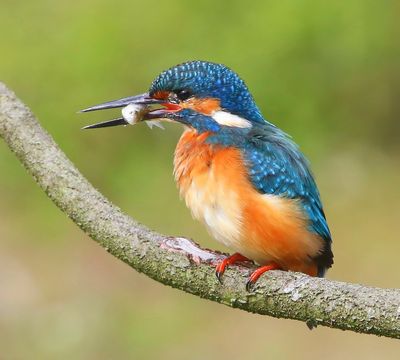 IJsvogel - Common Kingfisher