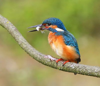 IJsvogel - Common Kingfisher
