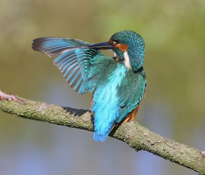 IJsvogel - Common Kingfisher