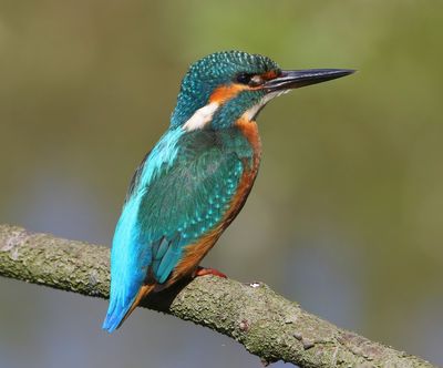 IJsvogel - Common Kingfisher