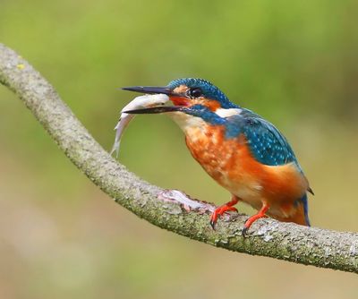 IJsvogel - Common Kingfisher