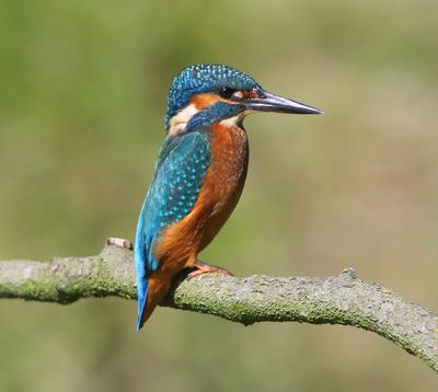 IJsvogel - Common Kingfisher
