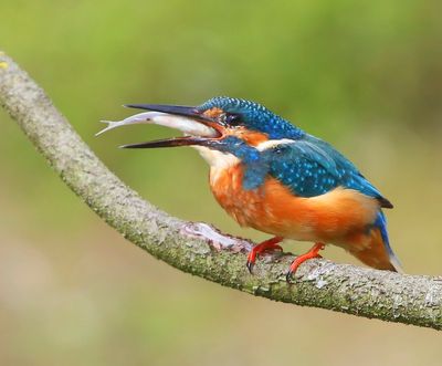 IJsvogel - Common Kingfisher