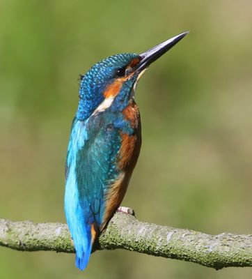 IJsvogel - Common Kingfisher