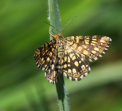 Klaverspanner - Latticed Heath