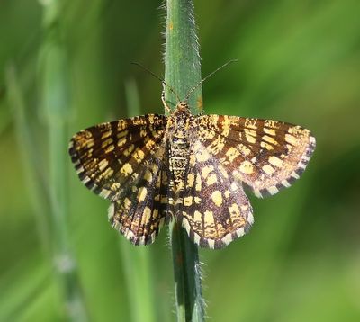 Klaverspanner - Latticed Heath