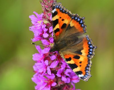 Kleine Vos - Small Tortoiseshell