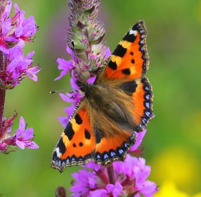 Kleine Vos - Small Tortoiseshell
