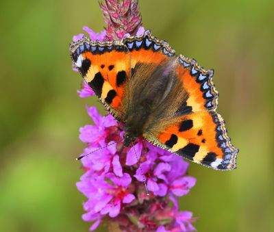 Kleine Vos - Small Tortoiseshell