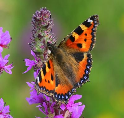 Kleine Vos - Small Tortoiseshell
