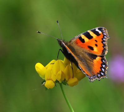Kleine Vos - Small Tortoiseshell