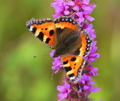Kleine Vos - Small Tortoiseshell