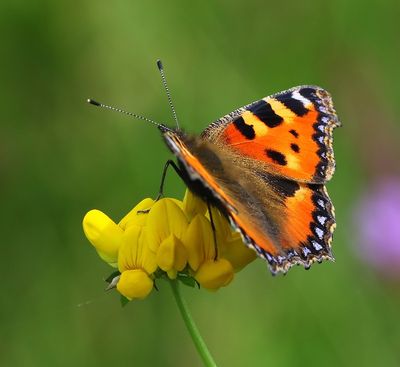 Kleine Vos - Small Tortoiseshell