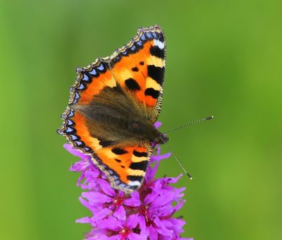 Kleine Vos - Small Tortoiseshell