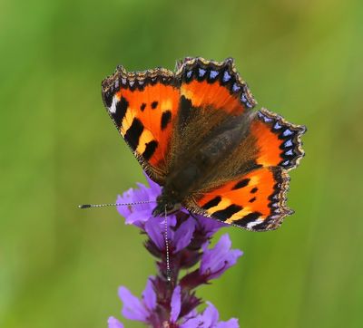Kleine Vos - Small Tortoiseshell