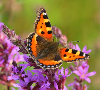 Kleine Vos - Small Tortoiseshell